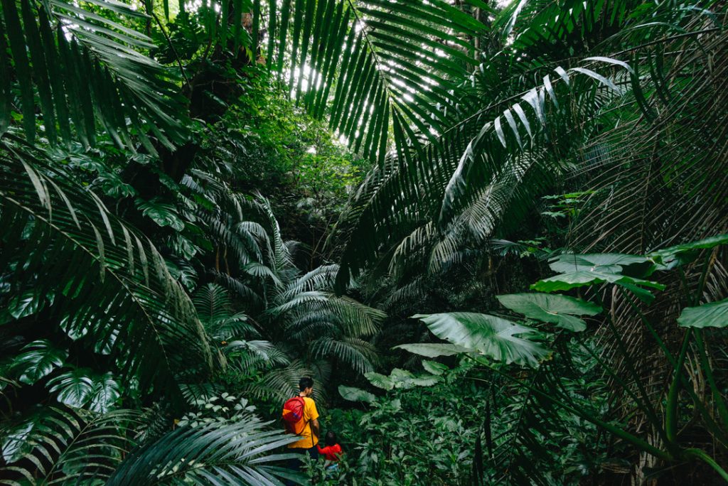 Unique things to do in japan iriomote